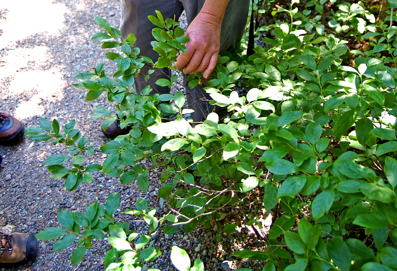 Black Huckleberry (Gaylussacia Baccata) — maturing to a lustrous dark green in summer