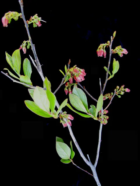 Black Huckleberry (Gaylussacia Baccata) — Its dense foliage and fruit attract wildlife, adding ecological value to landscapes