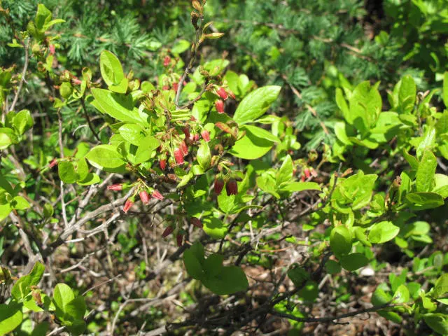 Black Huckleberry (Gaylussacia Baccata) — white to pink flowers bloom
