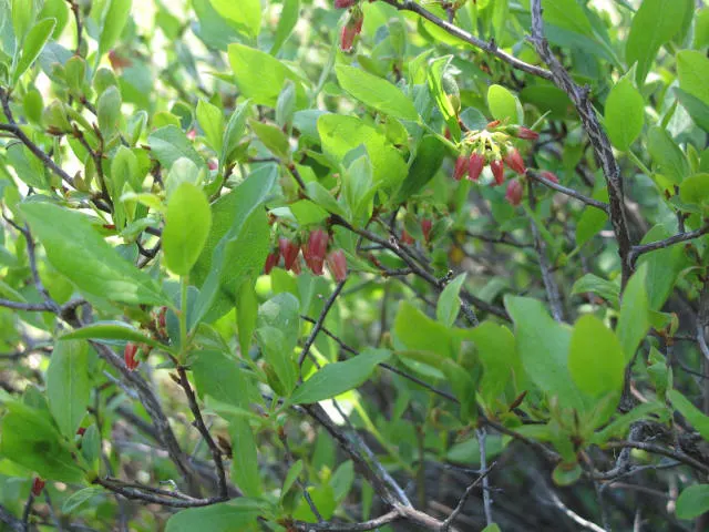 Black Huckleberry (Gaylussacia Baccata) — In late spring to early summer