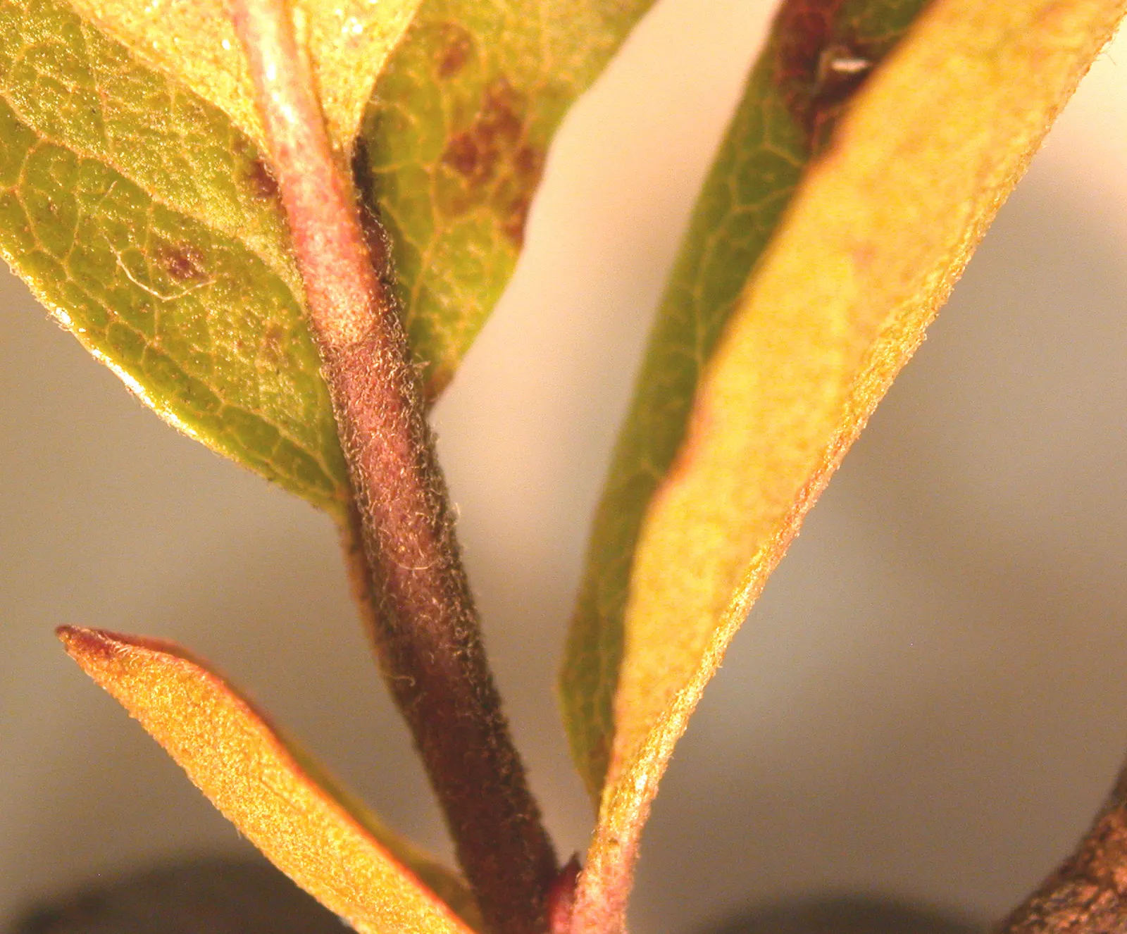 Black Huckleberry (Gaylussacia Baccata) — is a North American native shrub thriving in acidic soils