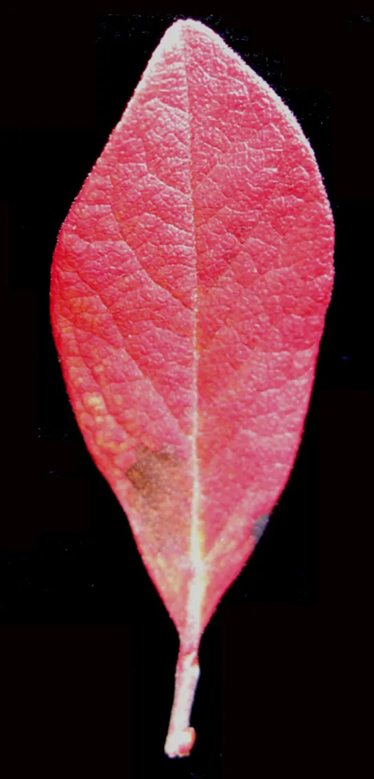 Black Huckleberry (Gaylussacia Baccata) — This member of the Ericaceae family thrives in acidic soils with moist but well-drained conditions; is a native North