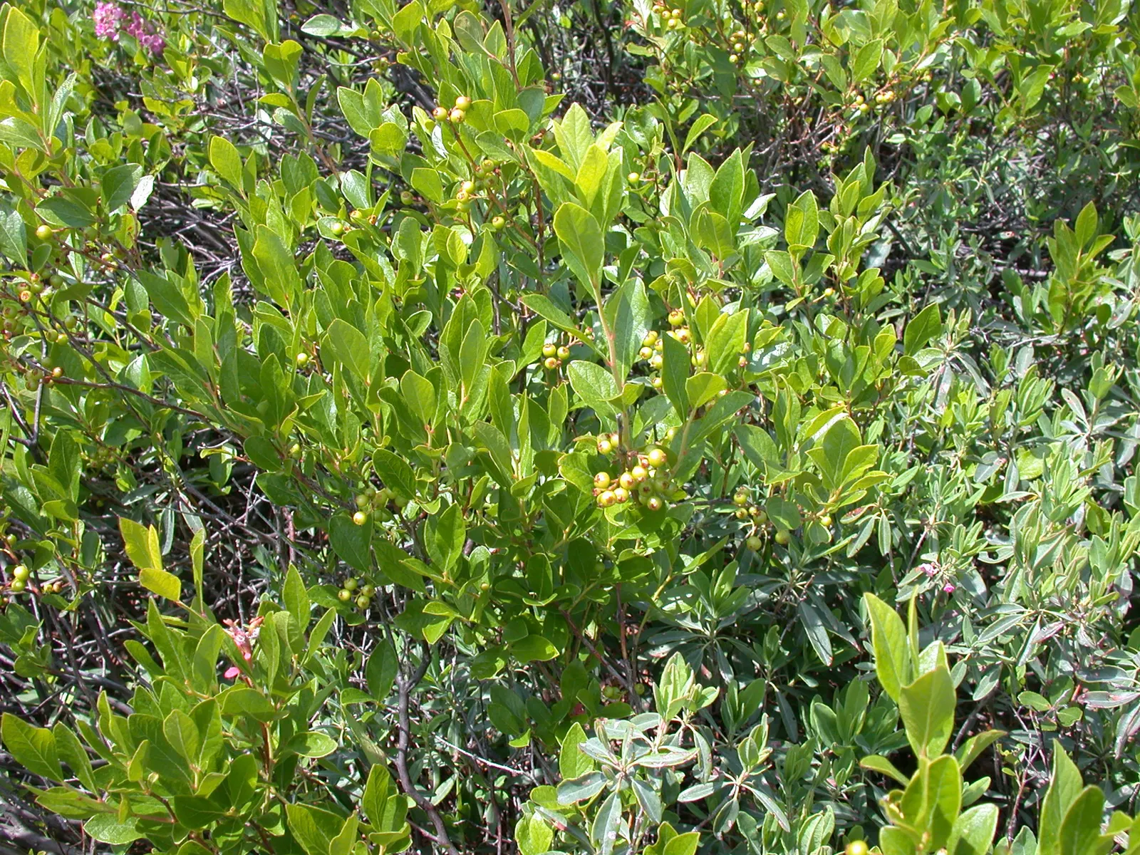 Black Huckleberry (Gaylussacia Baccata) — Its dense foliage and fruit attract wildlife, adding ecological value to landscapes; maturing to a lustrous dark