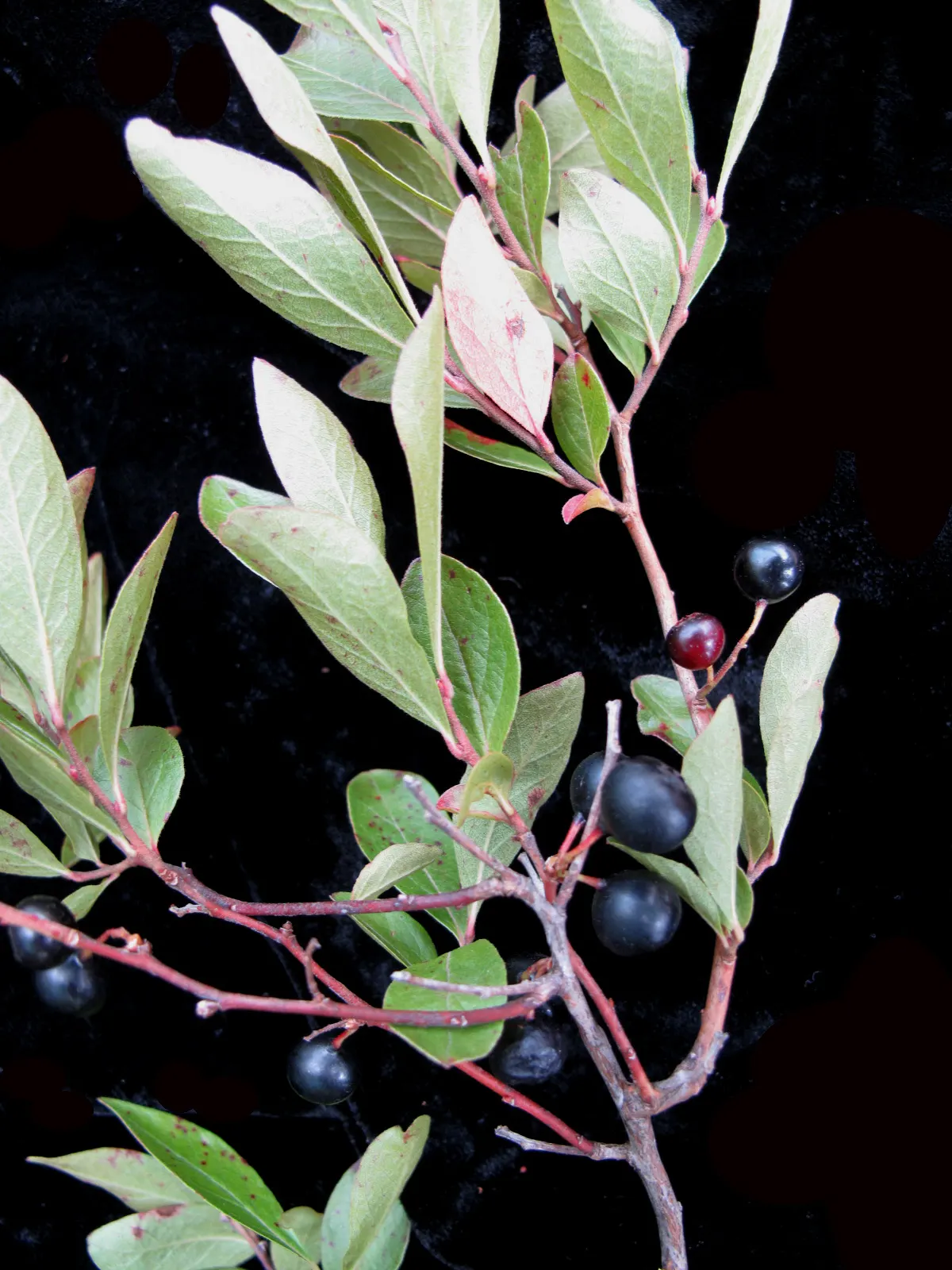 Black Huckleberry (Gaylussacia Baccata) — tolerating partial to full sun (4 to 6 hours of sunlight daily)