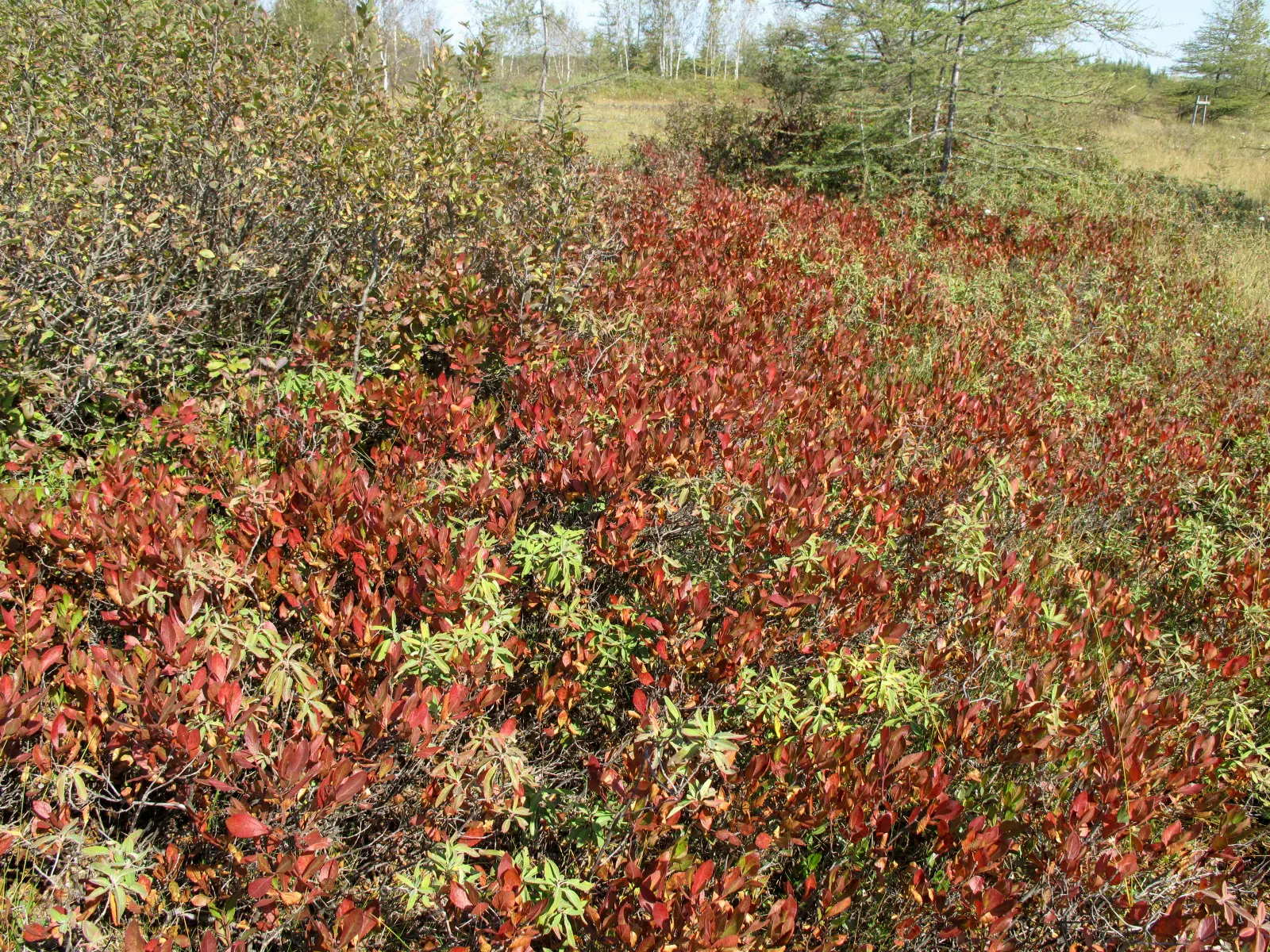Black Huckleberry (Gaylussacia Baccata) — attracting a host of pollinators to the garden; with a similar spread of 2 to 3 feet