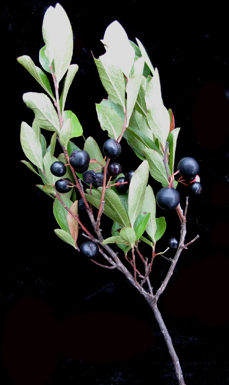 Black Huckleberry (Gaylussacia Baccata) — The fruit measures roughly 1/4 to 3/8 inch in diameter and provides a food source for birds