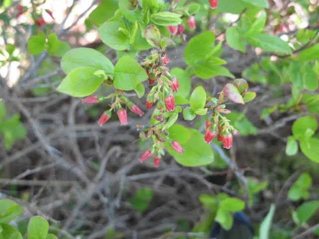 Black Huckleberry (Gaylussacia Baccata) — commonly known as Black Huckleberry