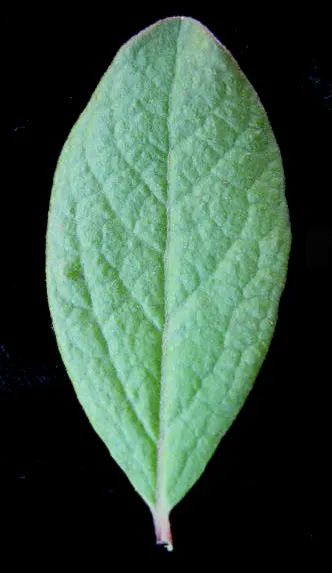 Black Huckleberry (Gaylussacia Baccata) — and is suitable for USDA Hardiness Zones 3 to 7
