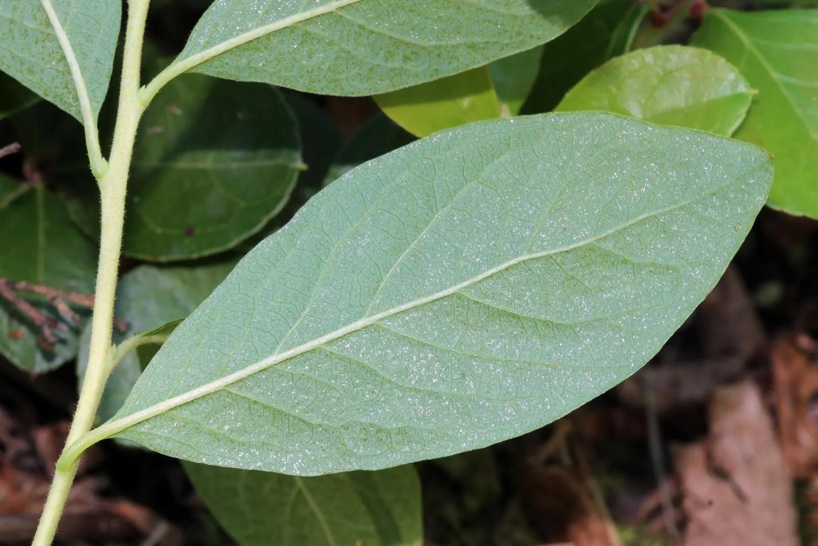 Black Huckleberry (Gaylussacia Baccata) — Known for its lush foliage and edible berries; in late spring to early summer