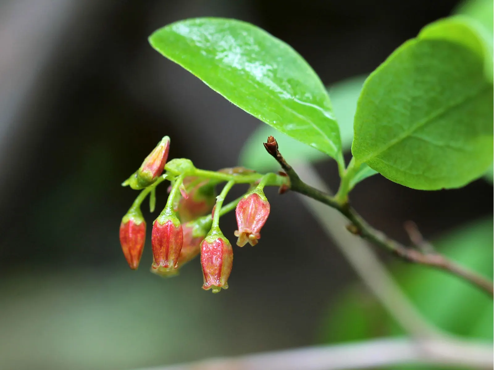 Black Huckleberry (Gaylussacia Baccata) — commonly referred to as Black Huckleberry; whilst also being safe and delightful for human consumption.<br><br>Black