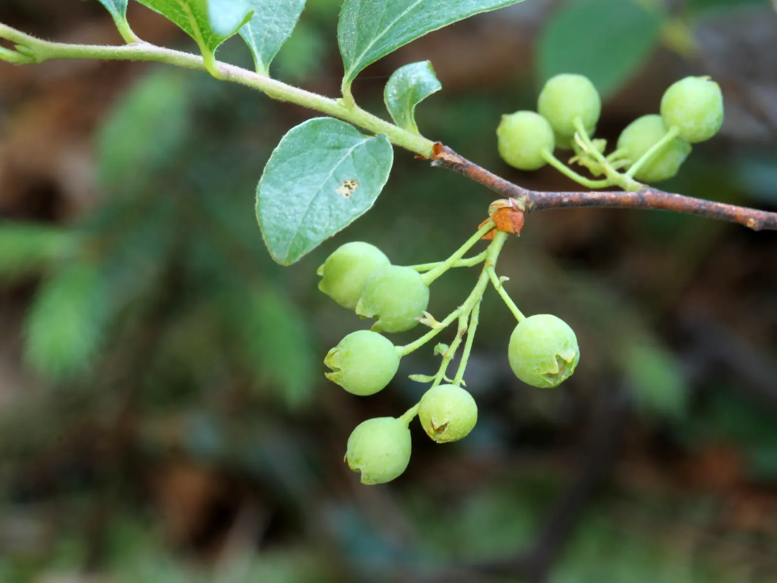 Black Huckleberry (Gaylussacia Baccata) — This deciduous plant offers small bell-shaped flowers and glossy, black edible berries; moreover, its resistance to