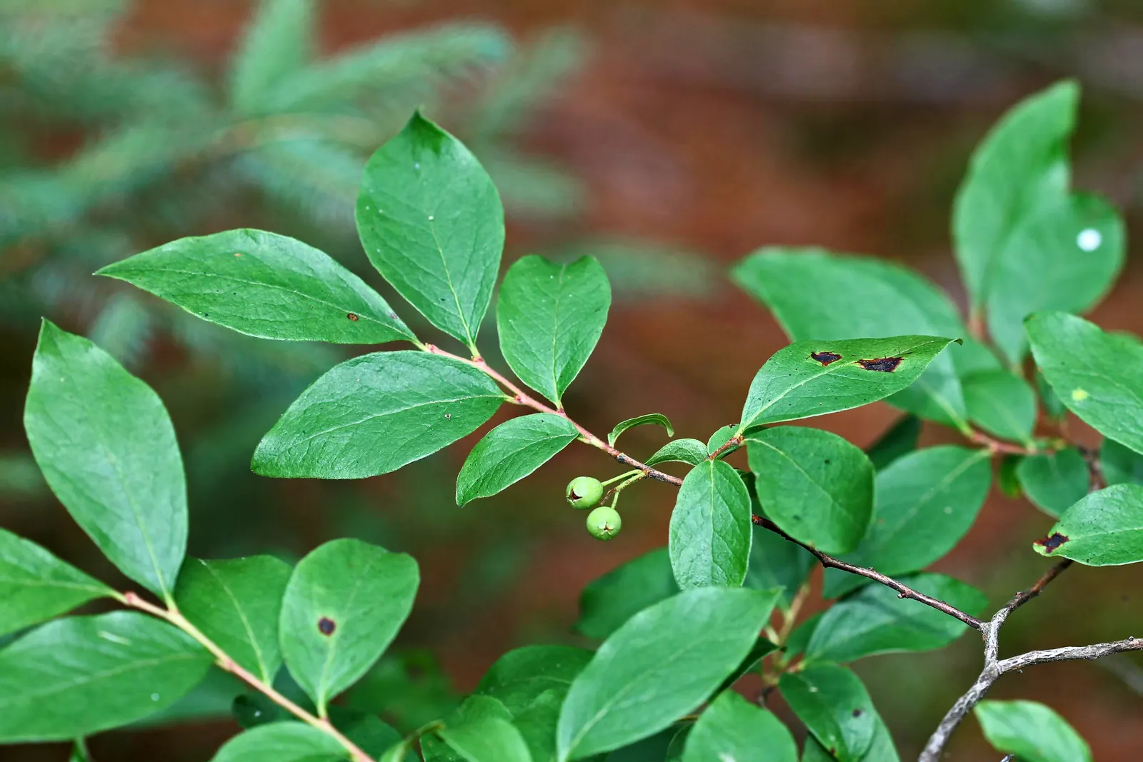 Black Huckleberry (Gaylussacia Baccata) — whilst also being safe and delightful for human consumption.<br><br>Black Huckleberry is hardy