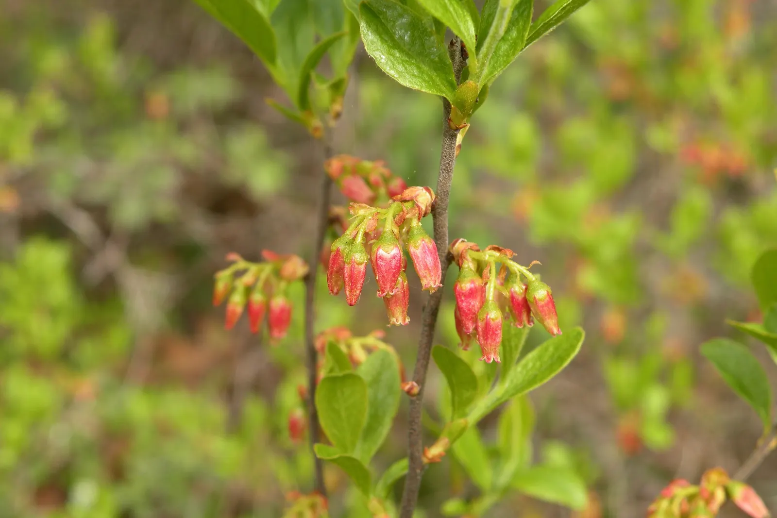 Black Huckleberry (Gaylussacia Baccata) — maturing to a lustrous dark green in summer; known for its lush foliage and edible berries