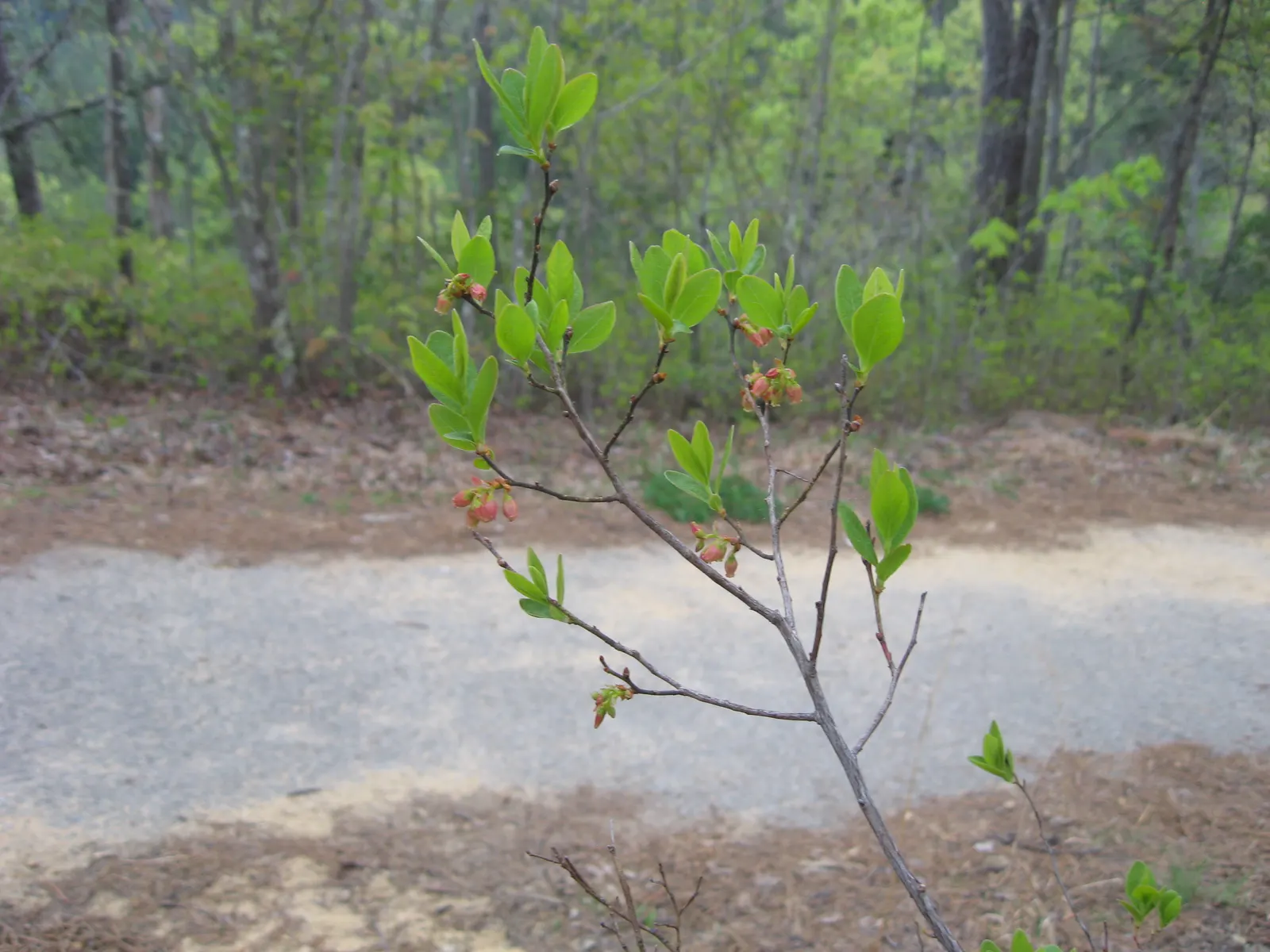 Black Huckleberry (Gaylussacia Baccata) — shrub for full or half