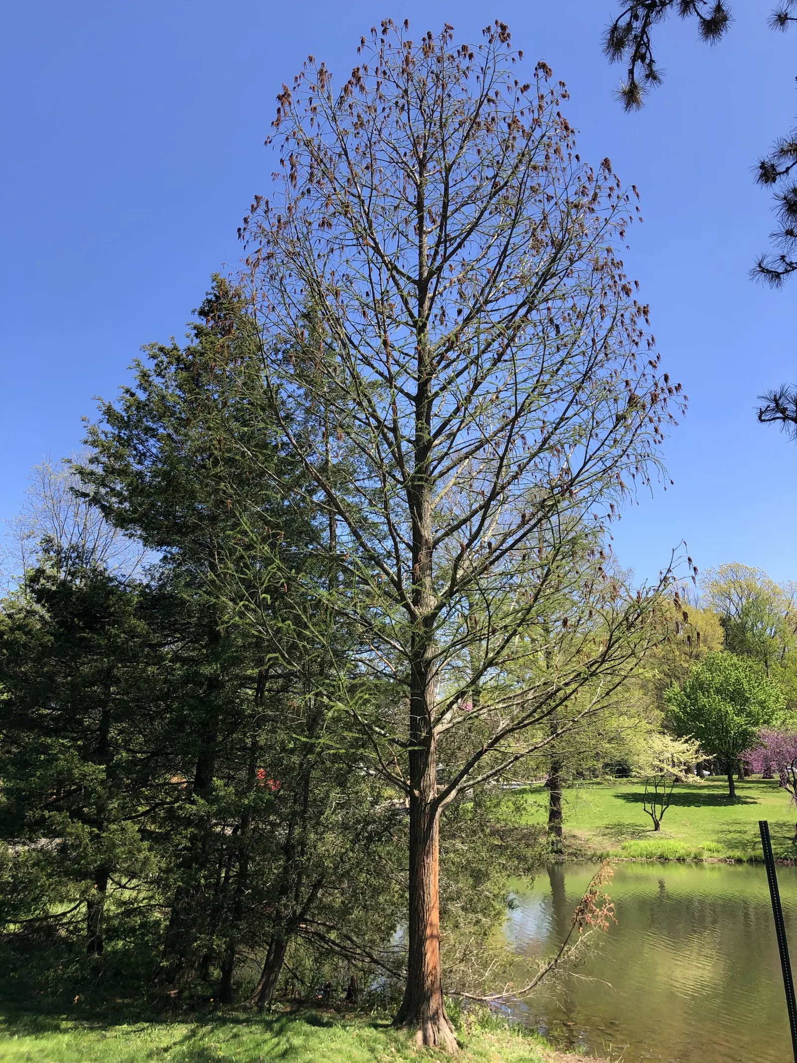 Pond Cypress (Taxodium Ascendens) — Adaptable to a range of wet soils, it prefers full sun; the Pond Cypress (Taxodium ascendens) is a captivating, image 42