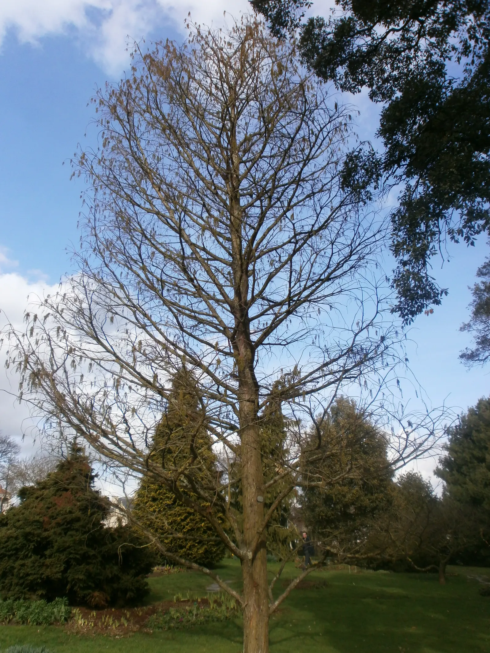 Pond Cypress (Taxodium Ascendens) — Its root system features pneumatophores; allowing it to be a long-term