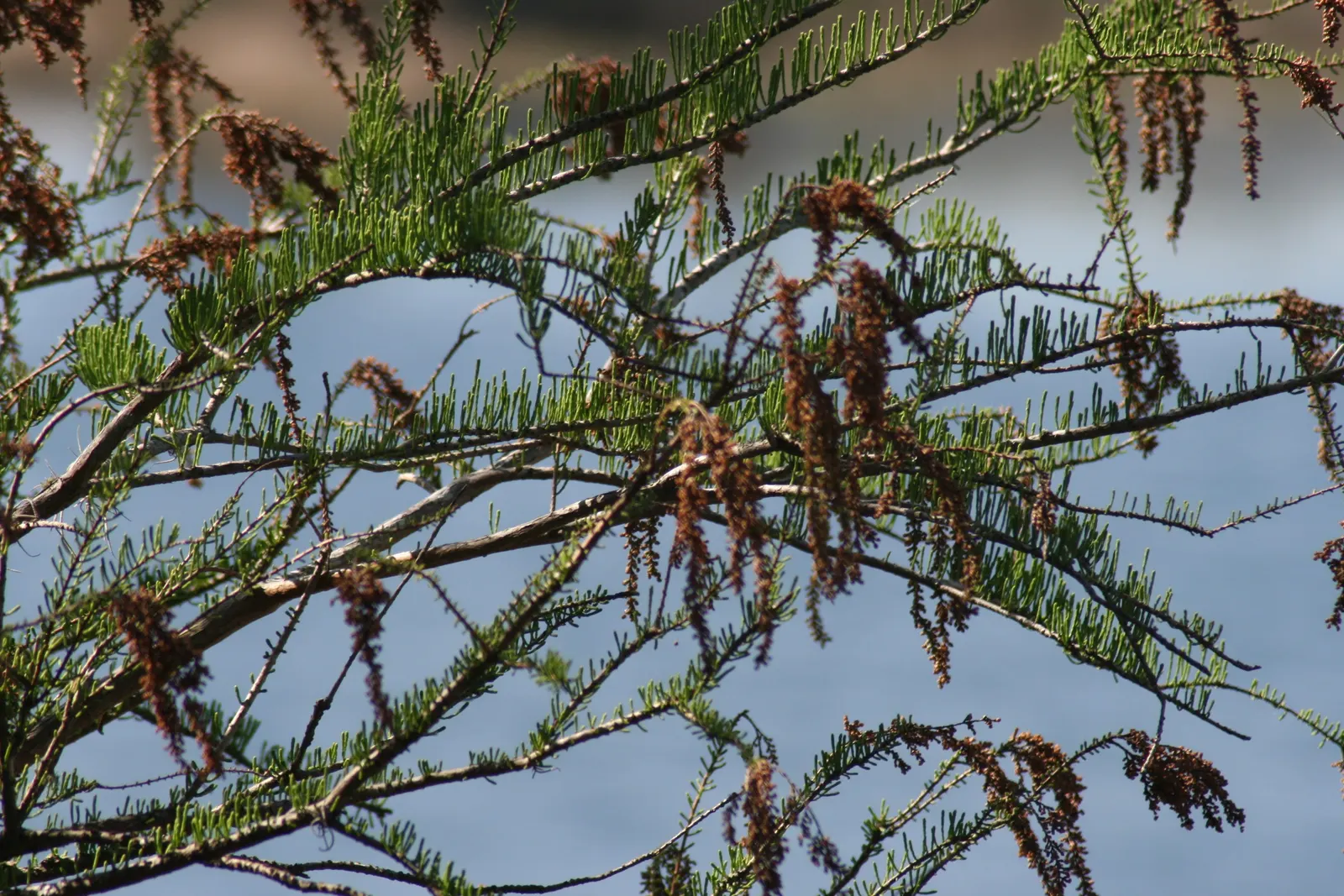 Pond Cypress (Taxodium Ascendens) — Its root system features pneumatophores