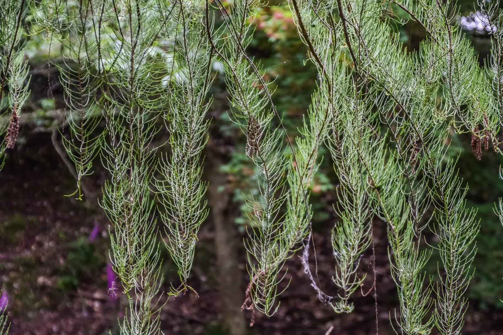 Pond Cypress (Taxodium Ascendens) — The Pond Cypress, Taxodium ascendens, thrives in wet, swampy regions
