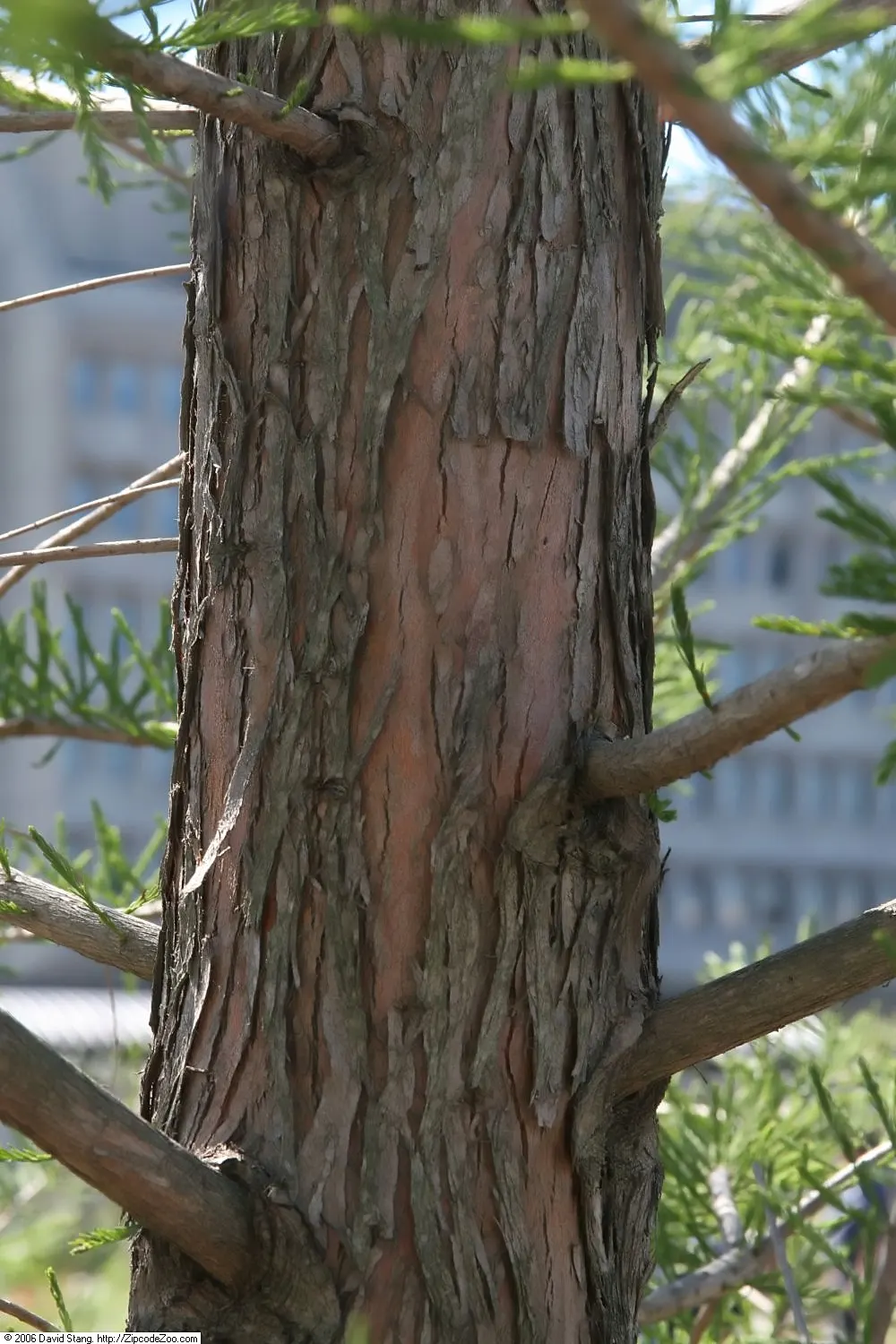Pond Cypress (Taxodium Ascendens) — This species offers low maintenance once established and is resistant to pests and disease; these 'knees' can be quite