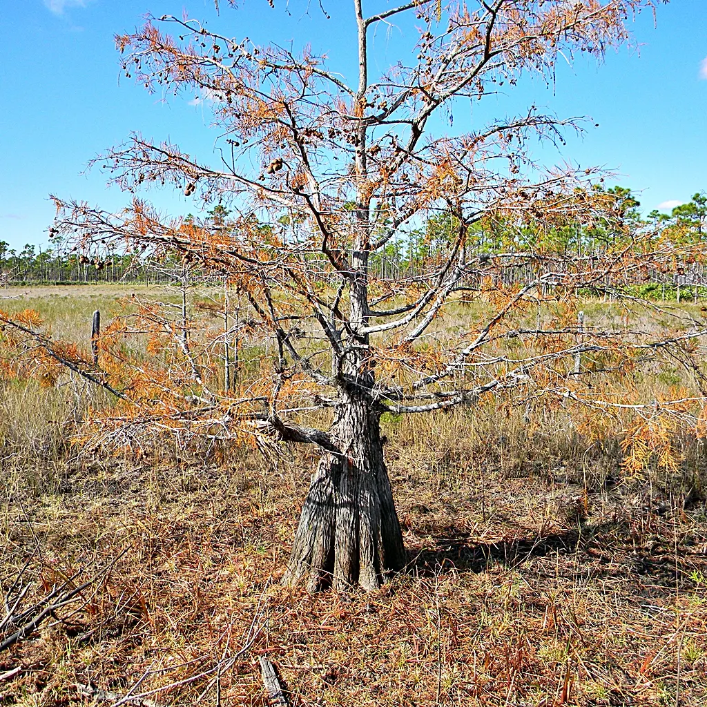 Pond Cypress (Taxodium Ascendens) — Notable for its narrow, conical shape and feathery foliage turning orange-brown in fall; its root system features