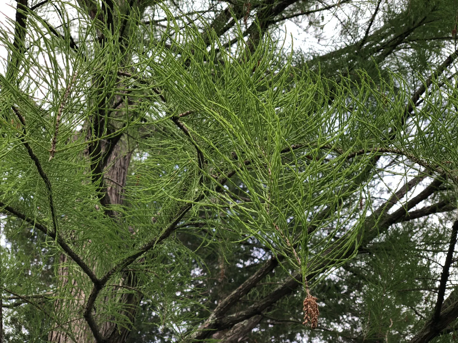 Pond Cypress (Taxodium Ascendens) — aiding in gas exchange and lending a unique textural element to the landscape
