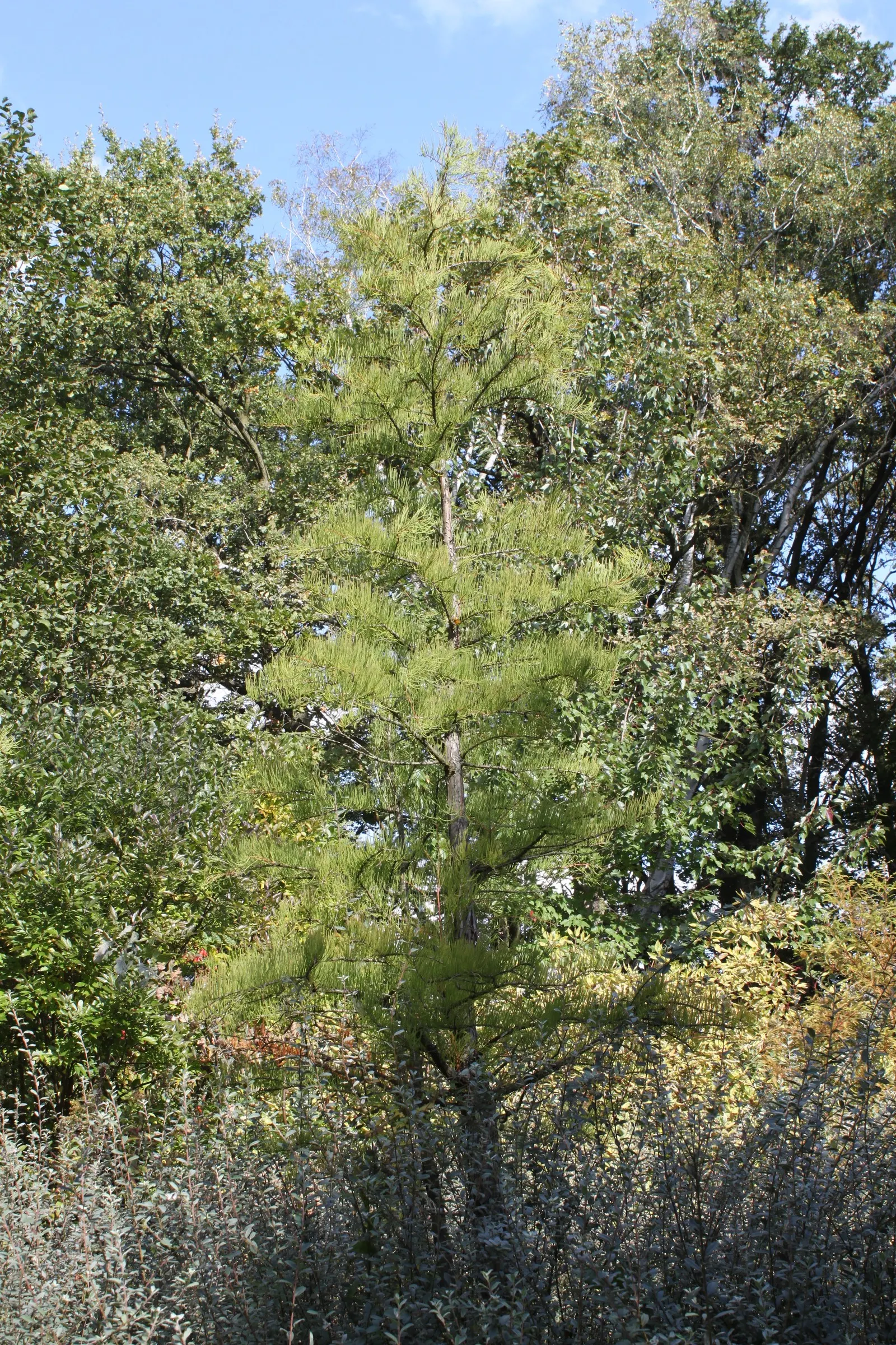 Pond Cypress (Taxodium Ascendens) — with a spread of 15 to 30 feet; ensure the soil remains consistently moist to mirror its natural habitat