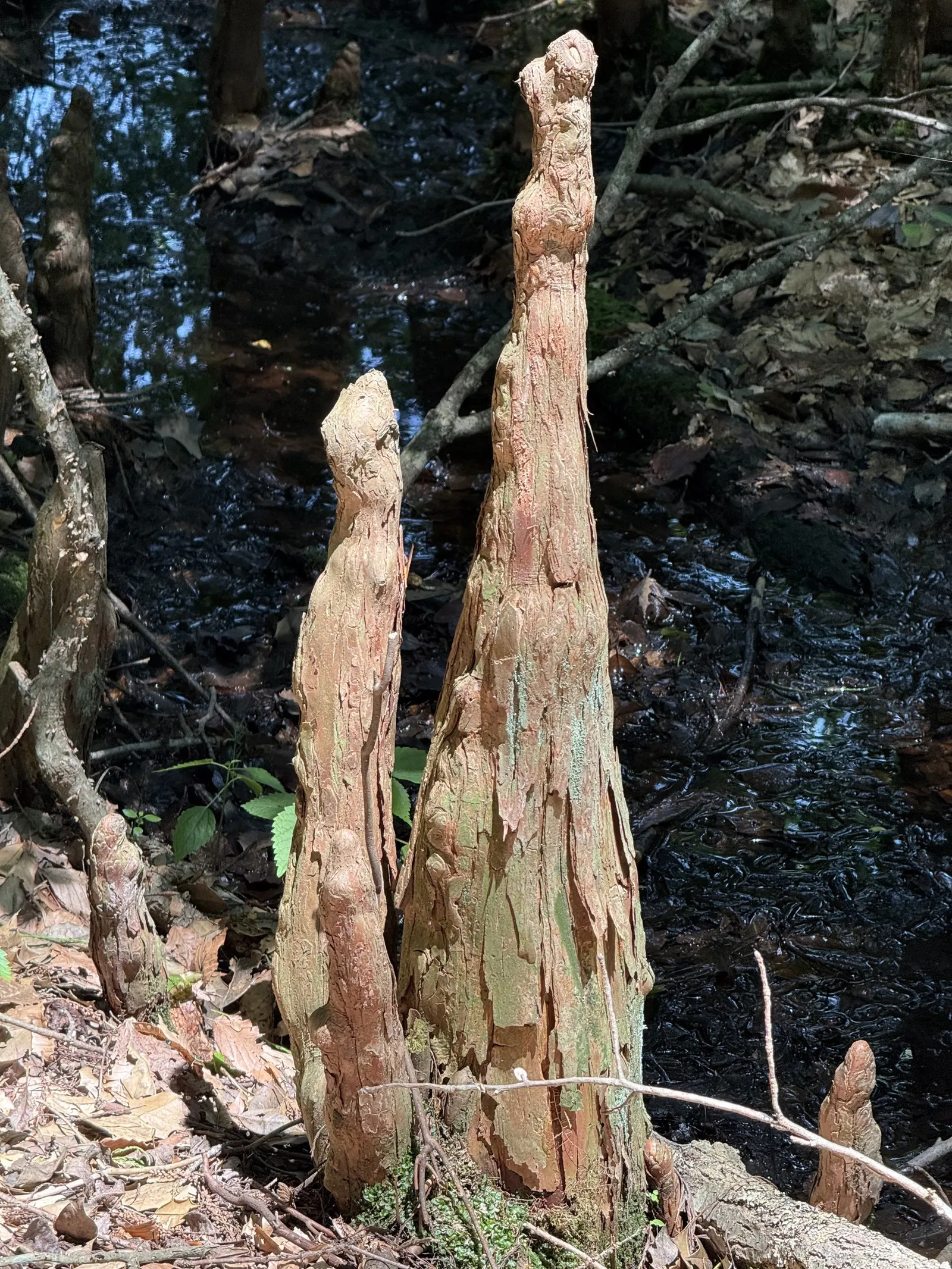 Pond Cypress (Taxodium Ascendens) — A hardy selection, providing vertical accent and habitat benefits, it's also resistant to pests and disease, image 43