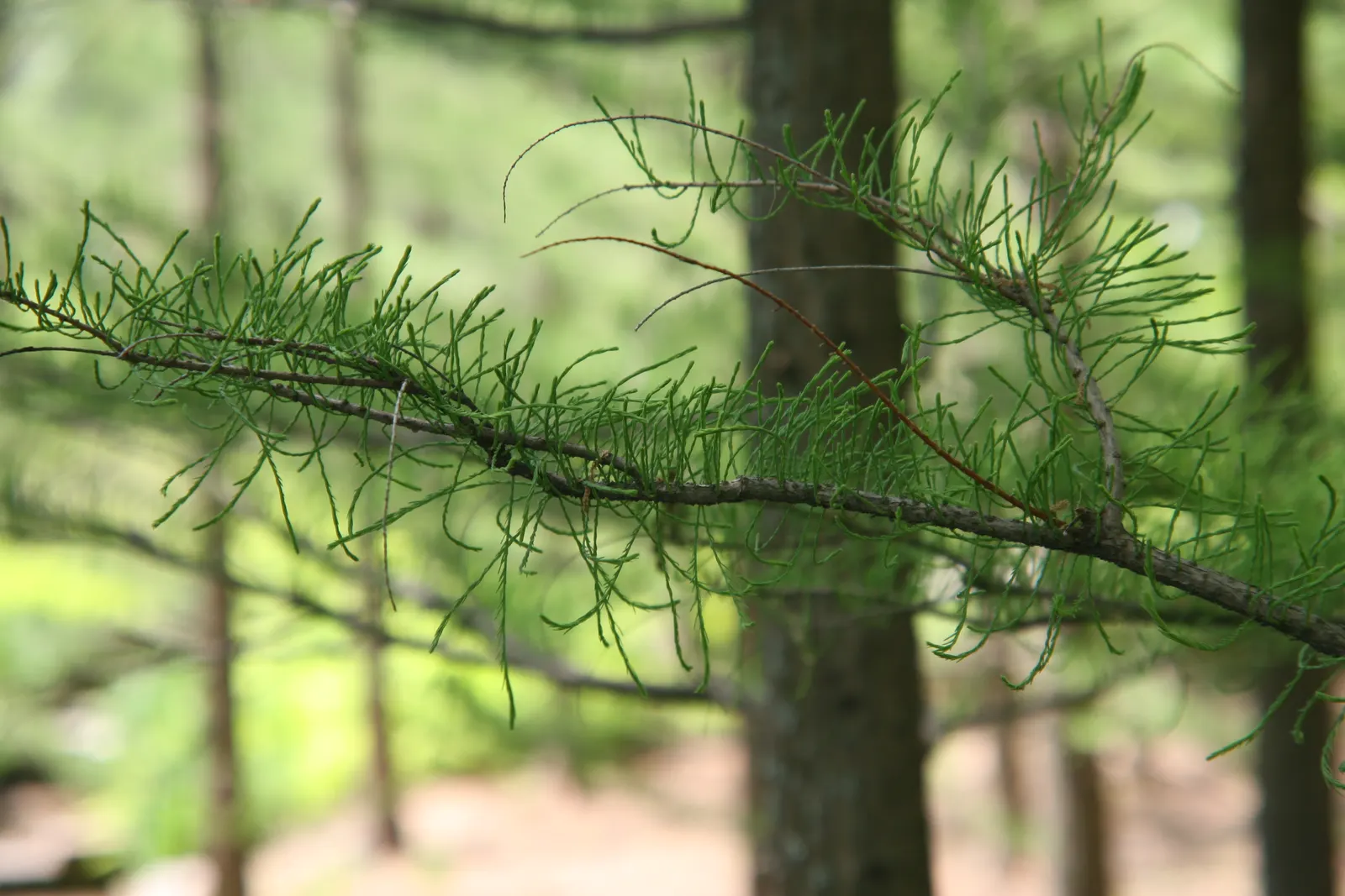 Pond Cypress (Taxodium Ascendens) — This species offers low maintenance once established and is resistant to pests and disease
