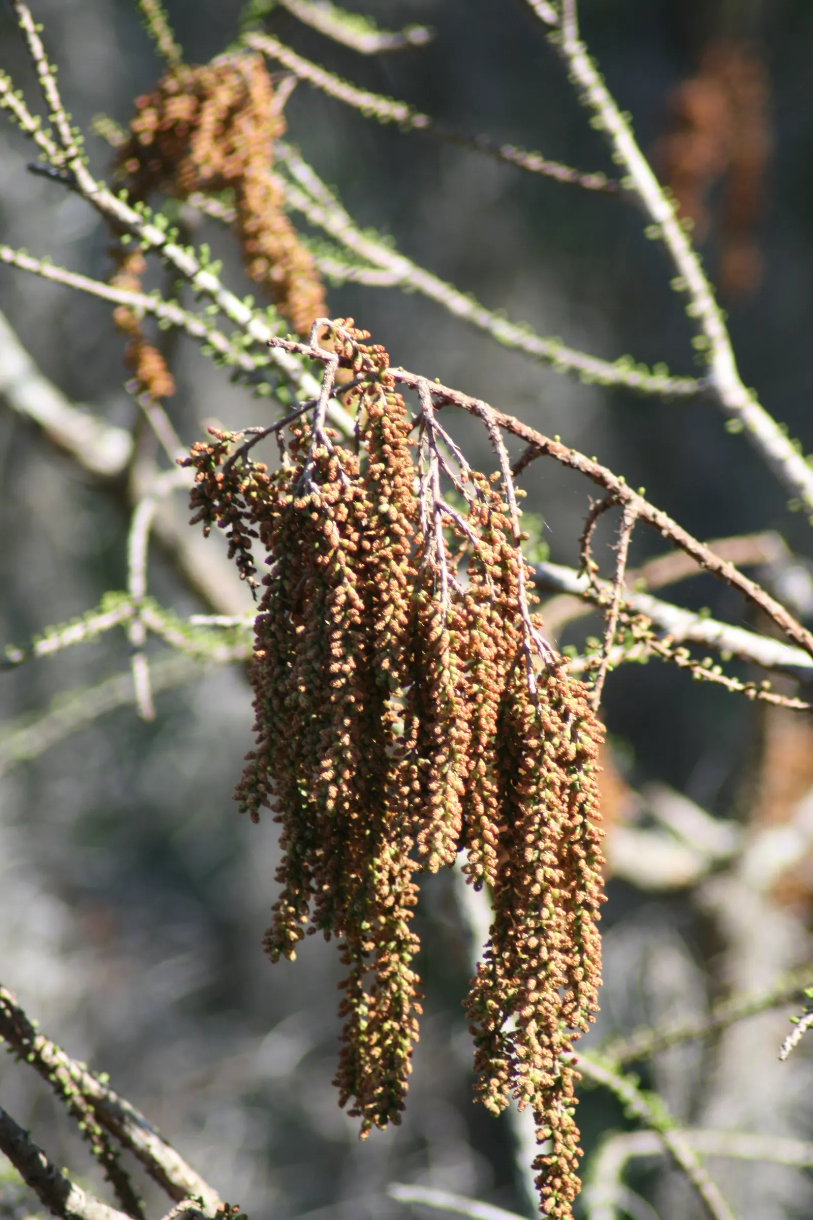 Pond Cypress (Taxodium Ascendens) — columnar to conical growth habit that exudes elegance