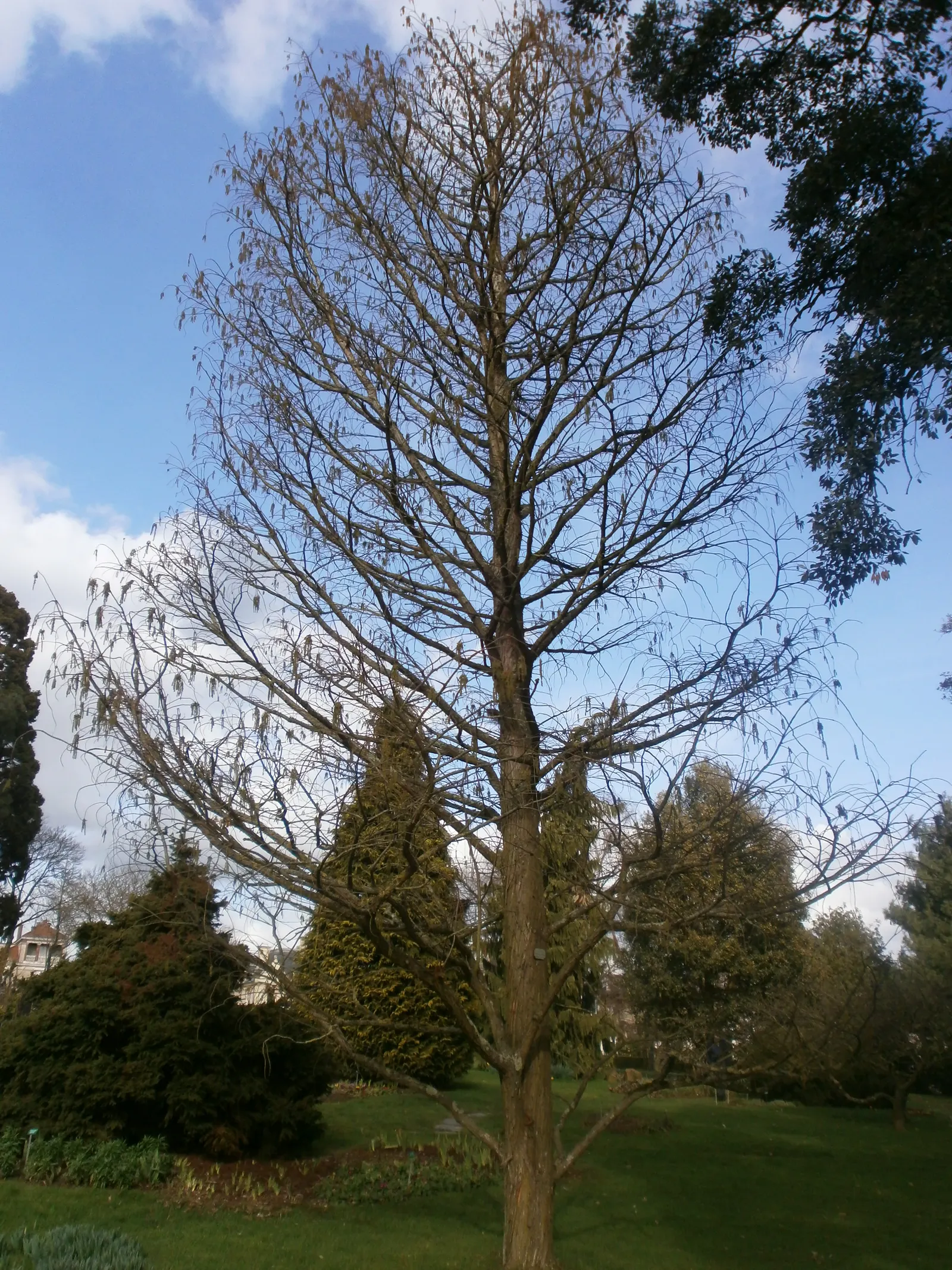 Pond Cypress (Taxodium Ascendens) — allowing it to be a long-term; notable for its narrow, conical shape and feathery foliage turning orange-brown in fall
