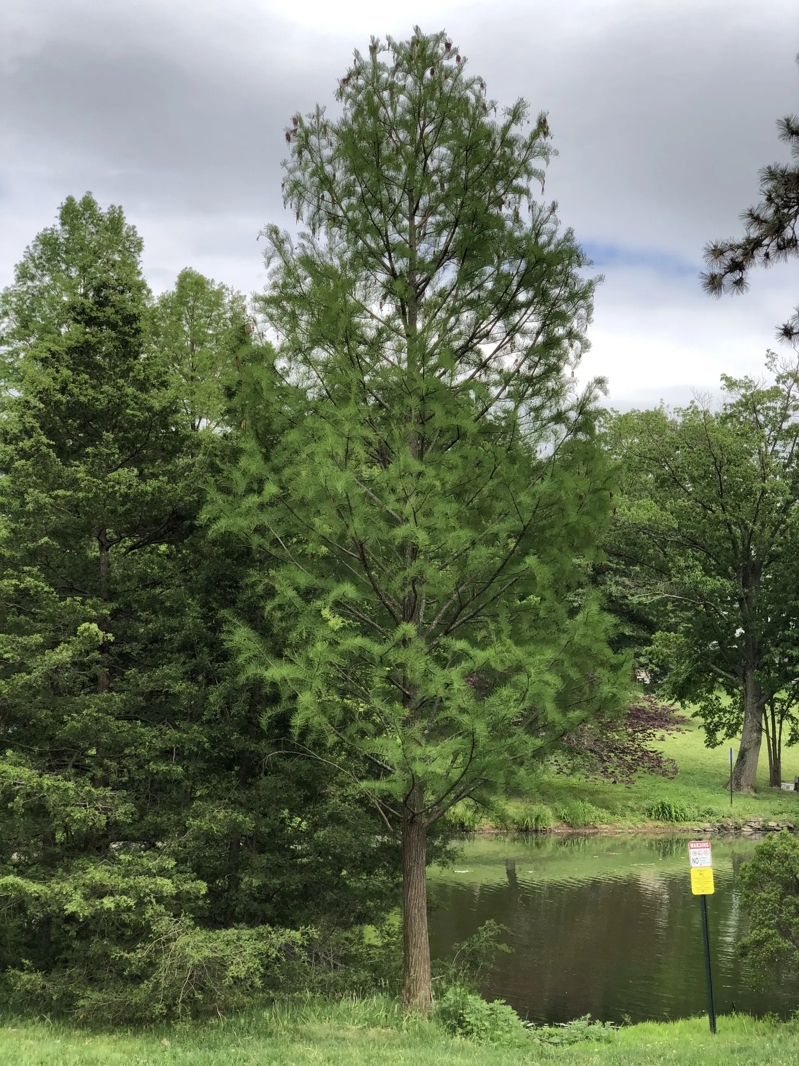 Pond Cypress (Taxodium Ascendens) — Its buttressed trunk spans 3-6 feet wide and the tree reaches heights of 50-70 feet