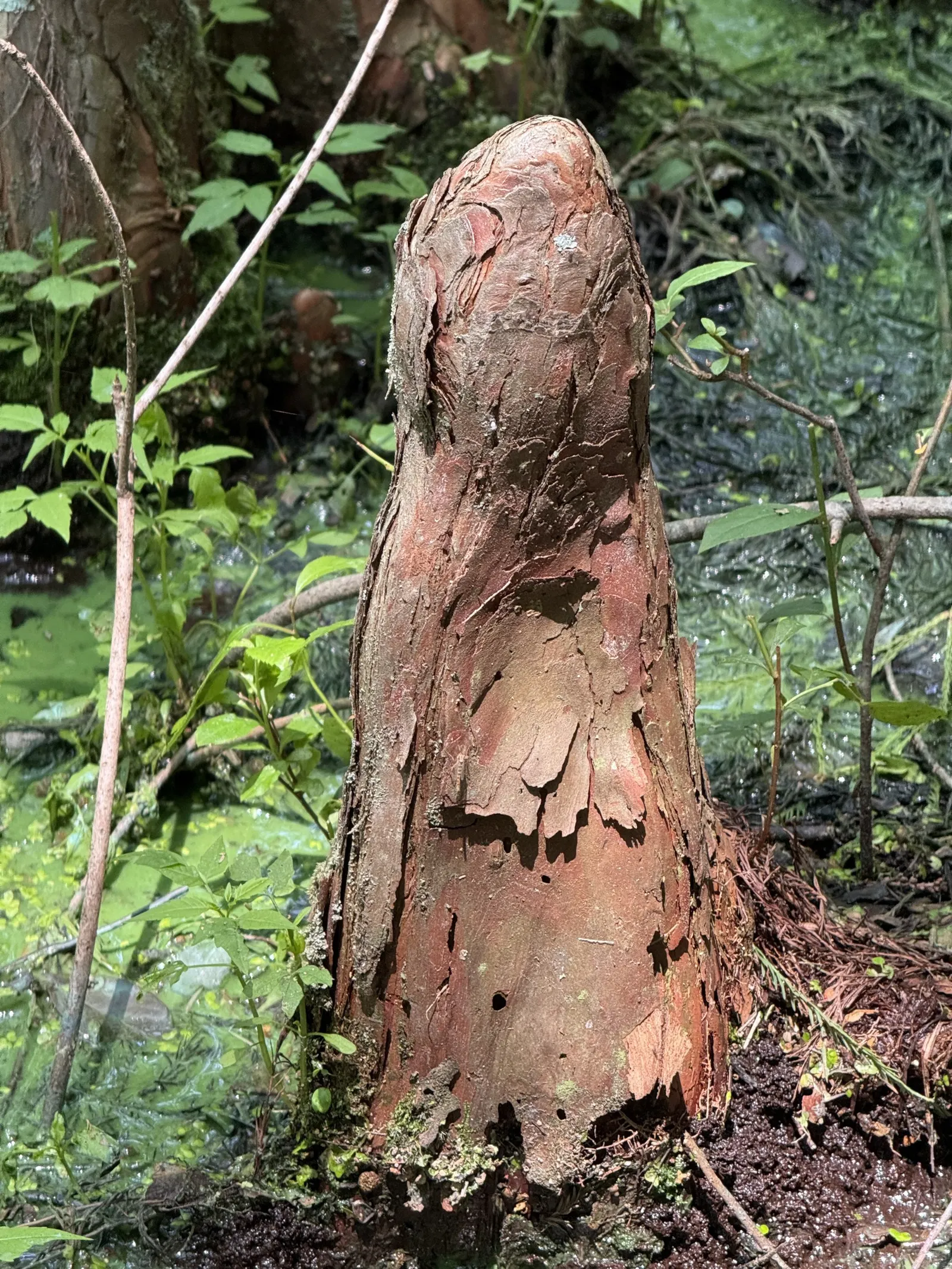Pond Cypress (Taxodium Ascendens) — Notable for its narrow, conical shape and feathery foliage turning orange-brown in fall; its root system, image 40