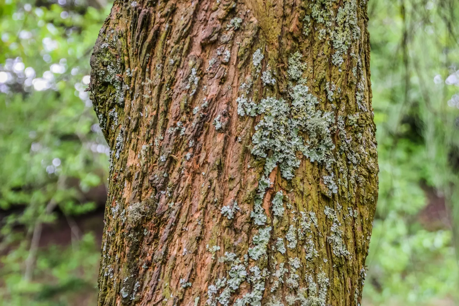 Pond Cypress (Taxodium Ascendens) — A hardy selection, providing vertical accent and habitat benefits, it's also resistant to pests and disease; aiding in gas