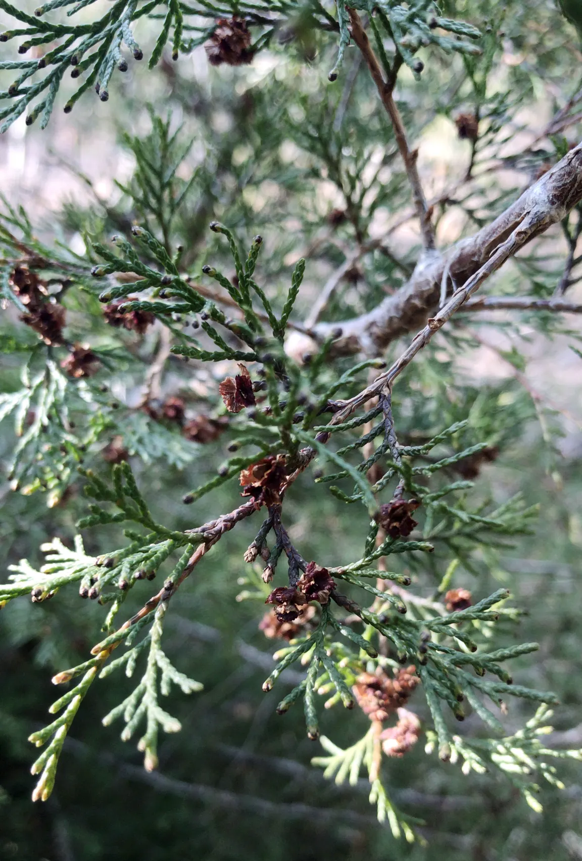 Pond Cypress (Taxodium Ascendens) — conifer / tree for full