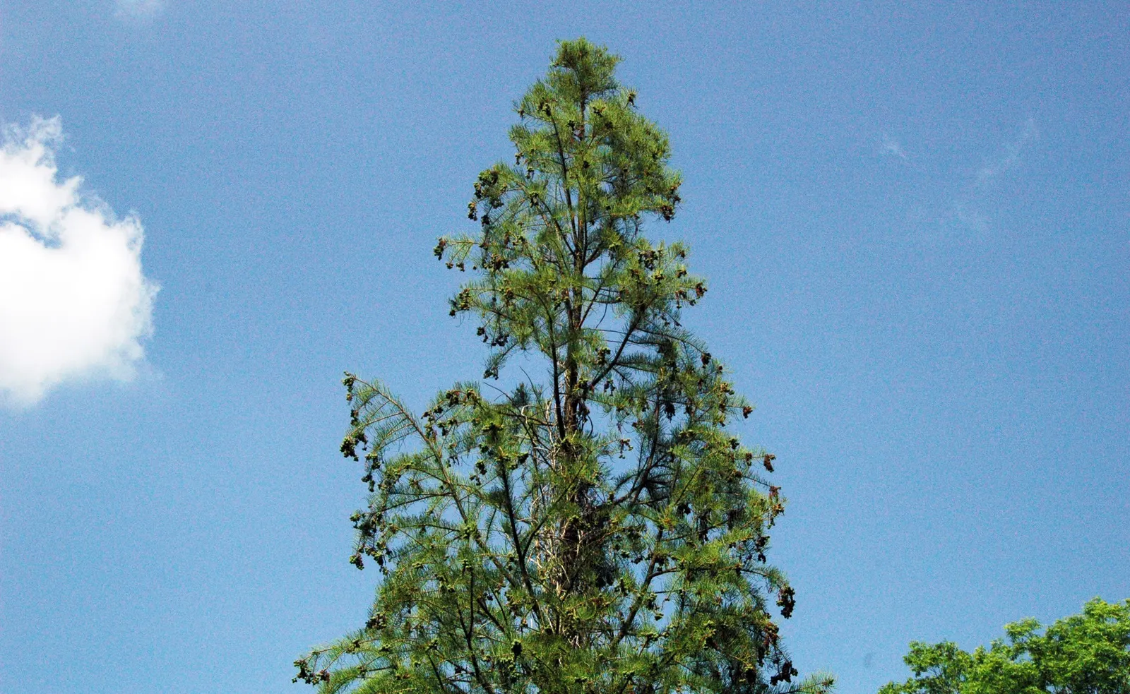 Pond Cypress (Taxodium Ascendens) — Its buttressed trunk spans 3-6 feet wide and the tree reaches heights of 50-70 feet; resilient feature in your, image 41