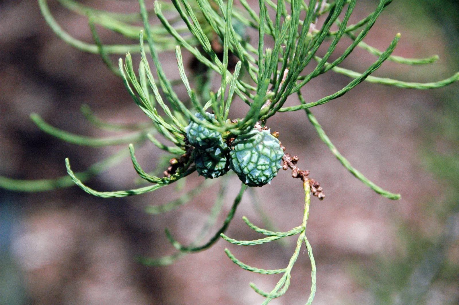 Pond Cypress (Taxodium Ascendens) — Notable for its narrow, conical shape and feathery foliage turning orange-brown in fall