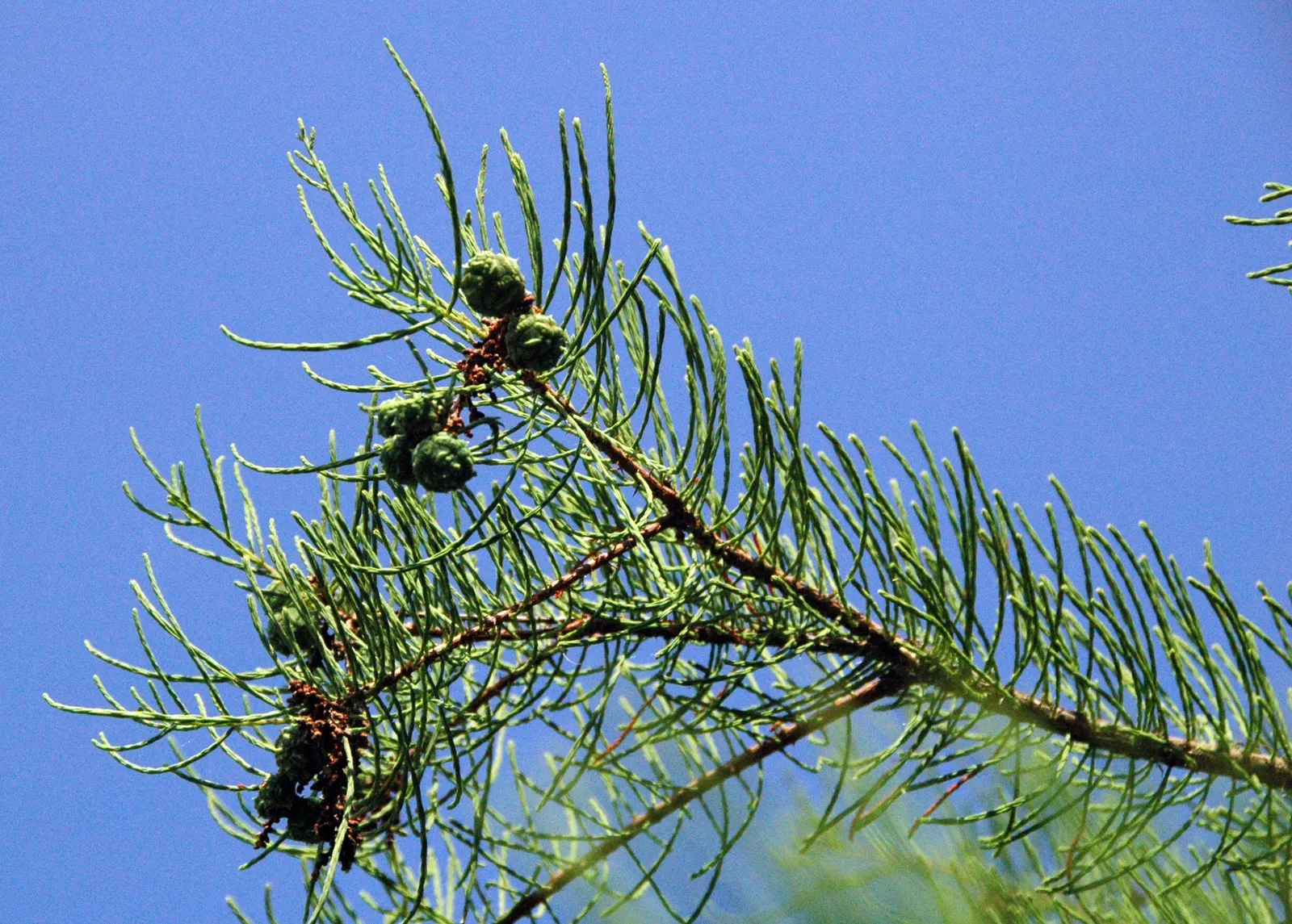 Pond Cypress (Taxodium Ascendens) — resilient feature in your client's garden; columnar to conical growth habit that exudes elegance
