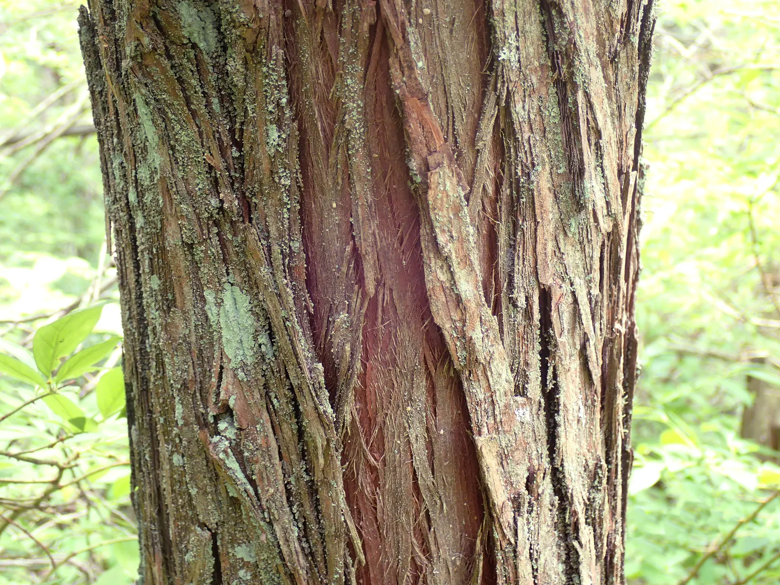 Pond Cypress (Taxodium Ascendens) — Adaptable to a range of wet soils, it prefers full sun