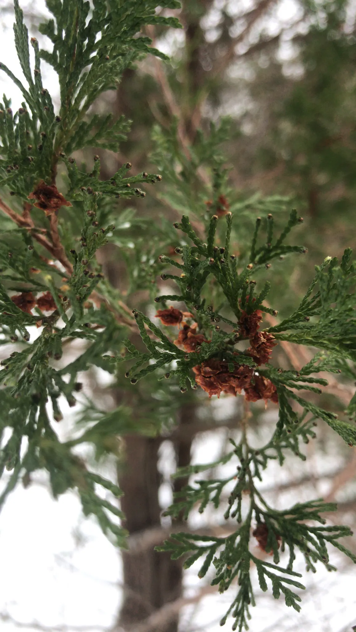 Pond Cypress (Taxodium Ascendens) — ensure the soil remains consistently moist to mirror its natural habitat