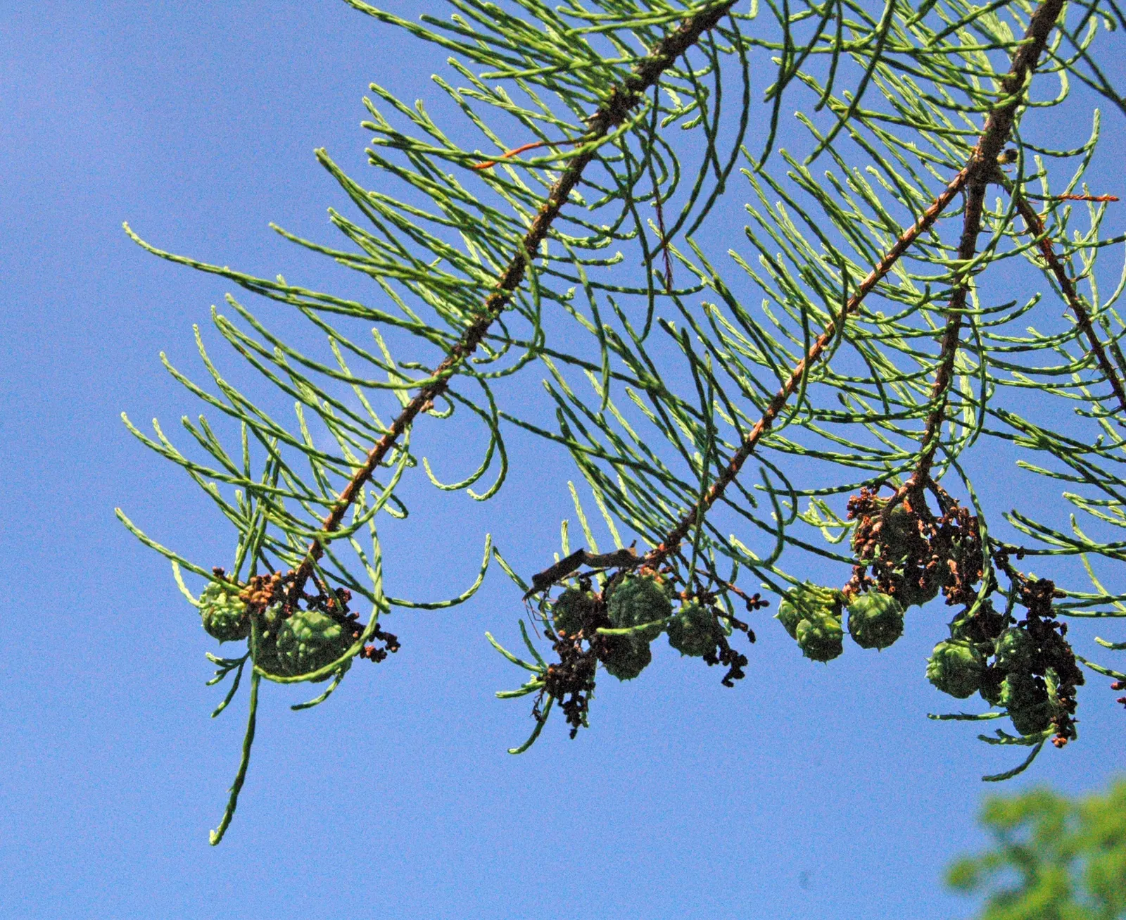Pond Cypress (Taxodium Ascendens) — Its buttressed trunk spans 3-6 feet wide and the tree reaches heights of 50-70 feet; resilient feature in your client's