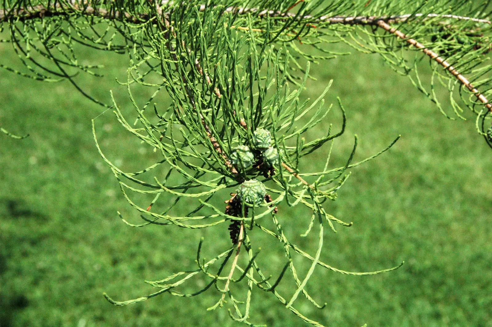Pond Cypress (Taxodium Ascendens) — The Pond Cypress (Taxodium ascendens) is a captivating; the Pond Cypress, Taxodium ascendens, thrives in wet, swampy regions