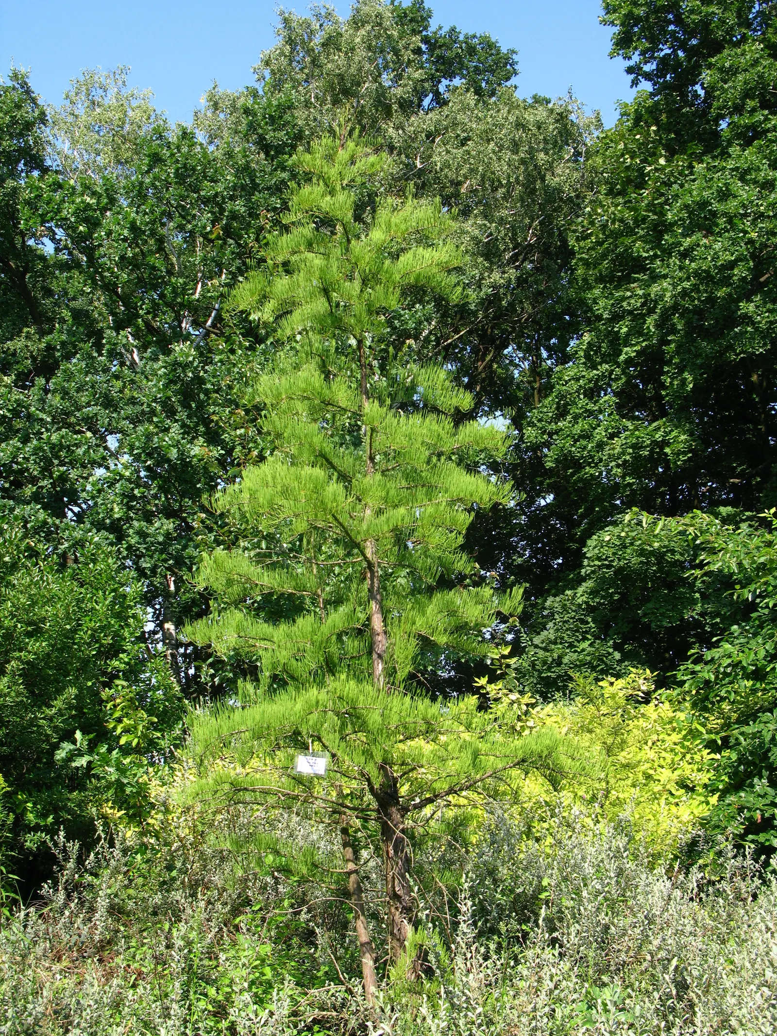 Pond Cypress (Taxodium Ascendens) — allowing it to be a long-term