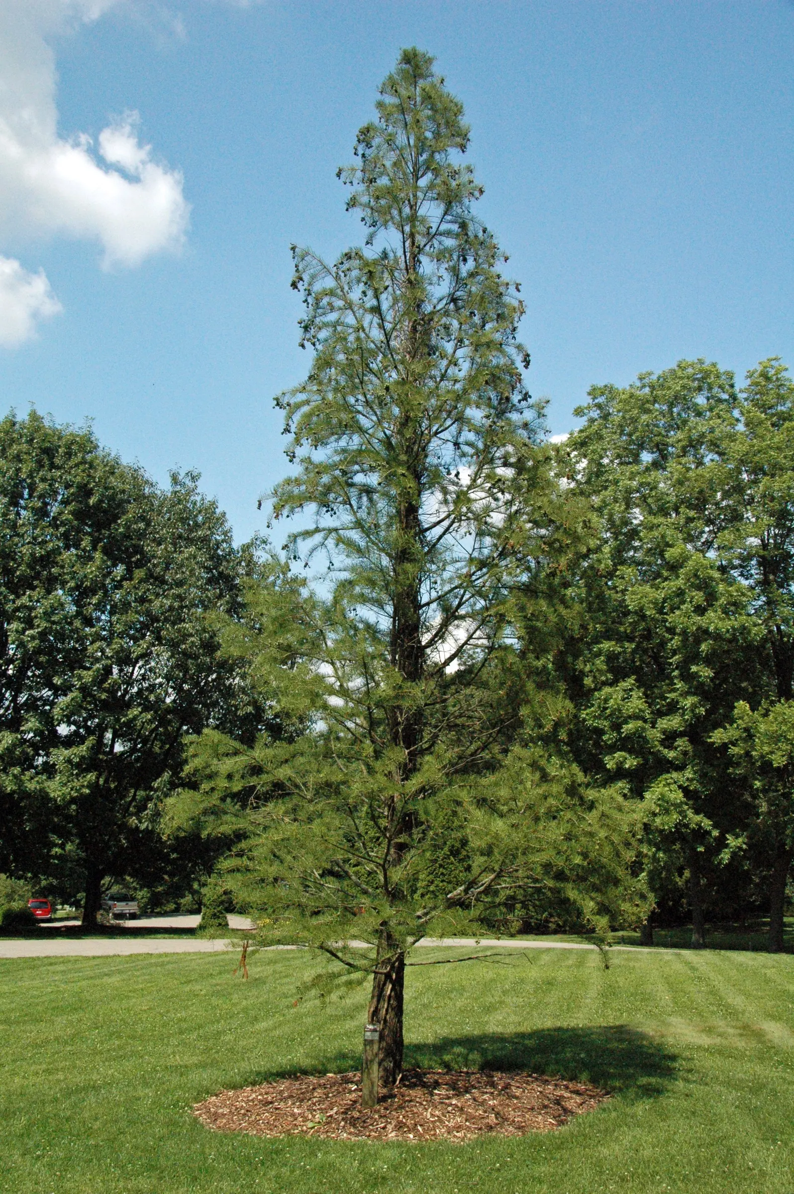 Pond Cypress (Taxodium Ascendens) — columnar to conical growth habit that exudes elegance; its buttressed trunk spans 3-6 feet wide and the tree reaches