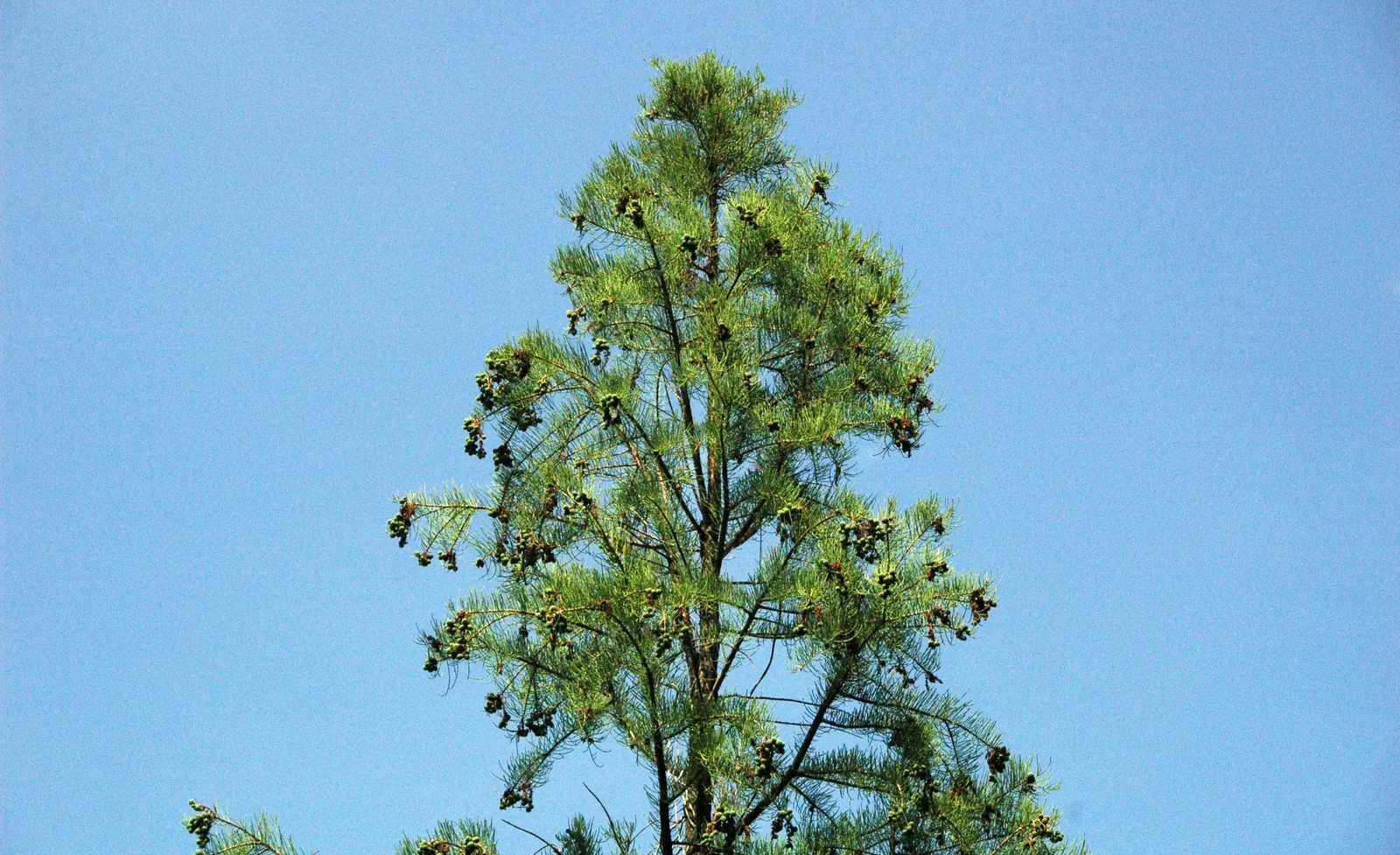 Pond Cypress (Taxodium Ascendens) — ensure the soil remains consistently moist to mirror its natural habitat; deciduous conifer ideal for adding structure and