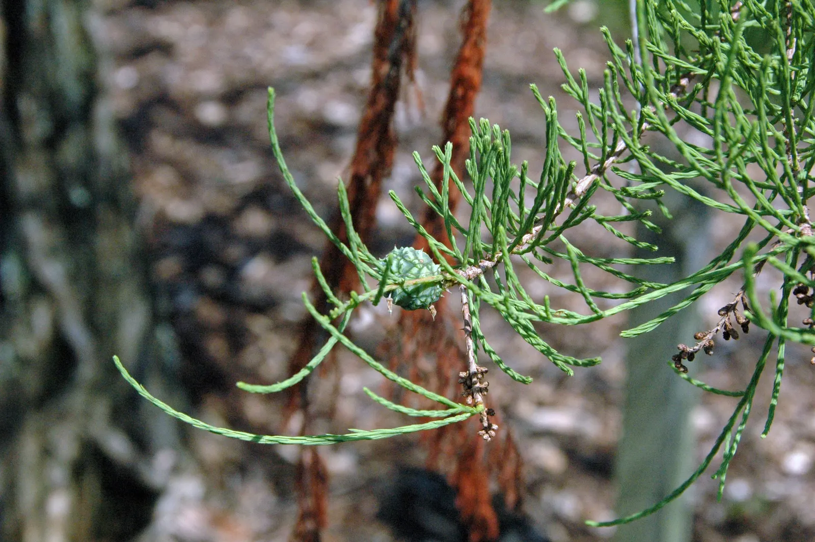 Pond Cypress (Taxodium Ascendens) — conifer / tree for full; this species offers low maintenance once established and is resistant to pests and disease
