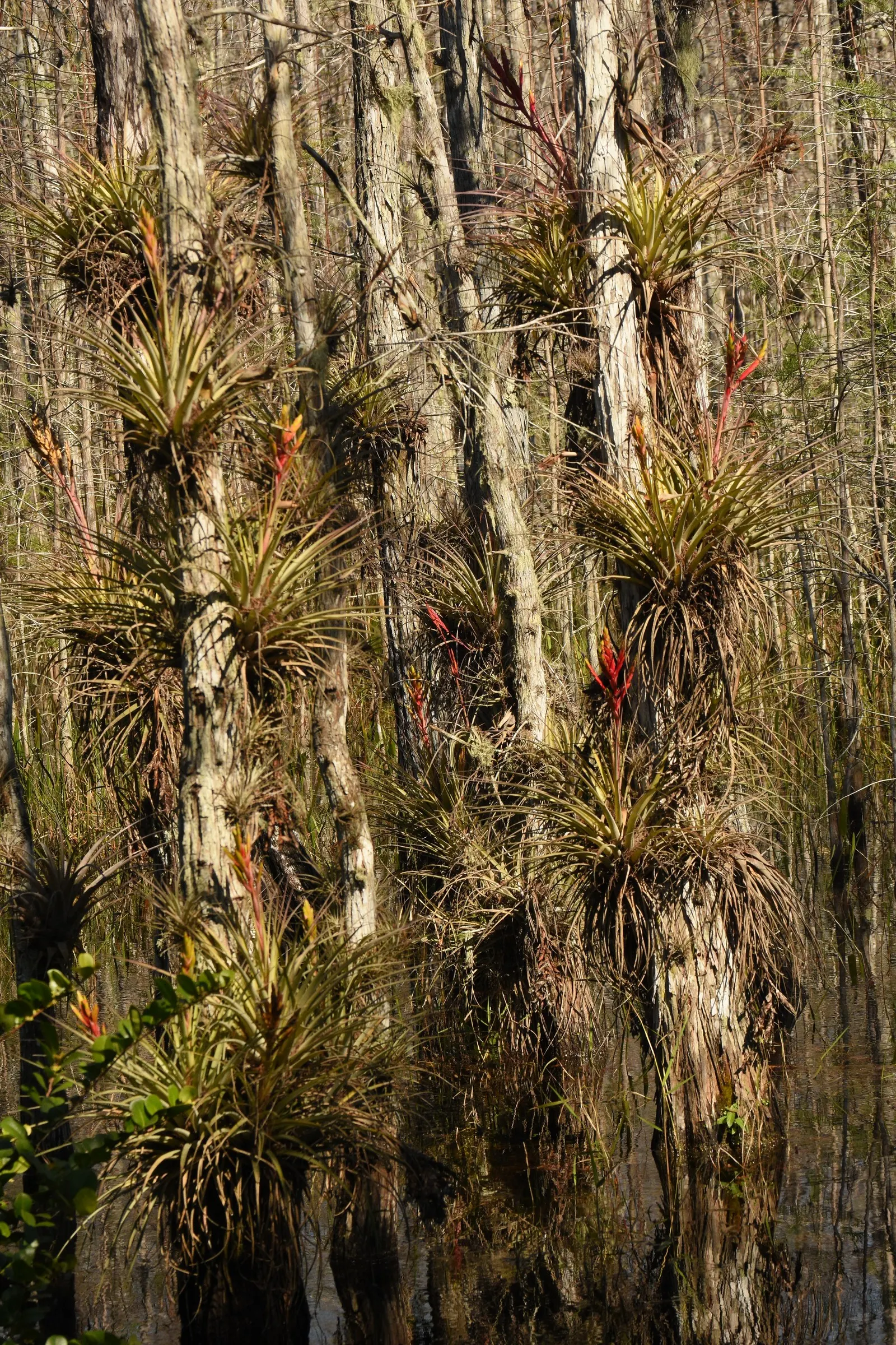 Pond Cypress (Taxodium Ascendens) — with a spread of 15 to 30 feet