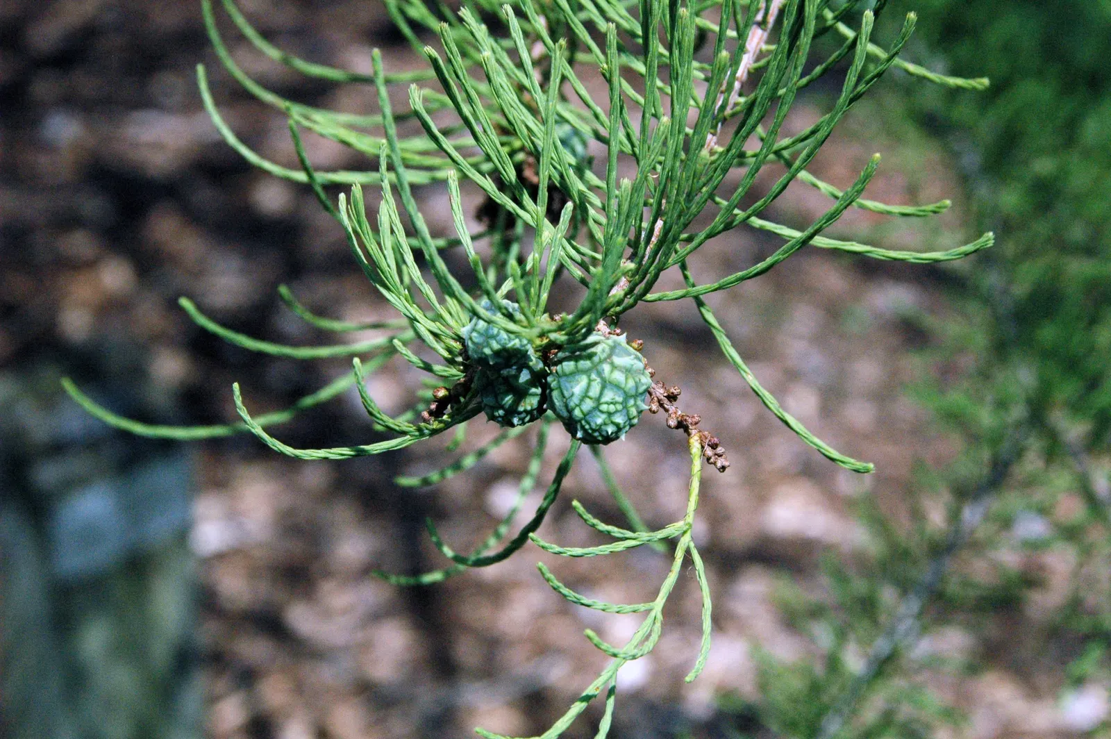 Pond Cypress (Taxodium Ascendens) — these 'knees' can be quite striking in a garden setting.<br><br>When designing with Pond Cypress; conifer / tree for full