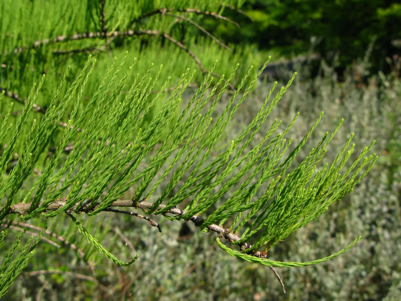 Pond Cypress (Taxodium Ascendens) — resilient feature in your client's garden