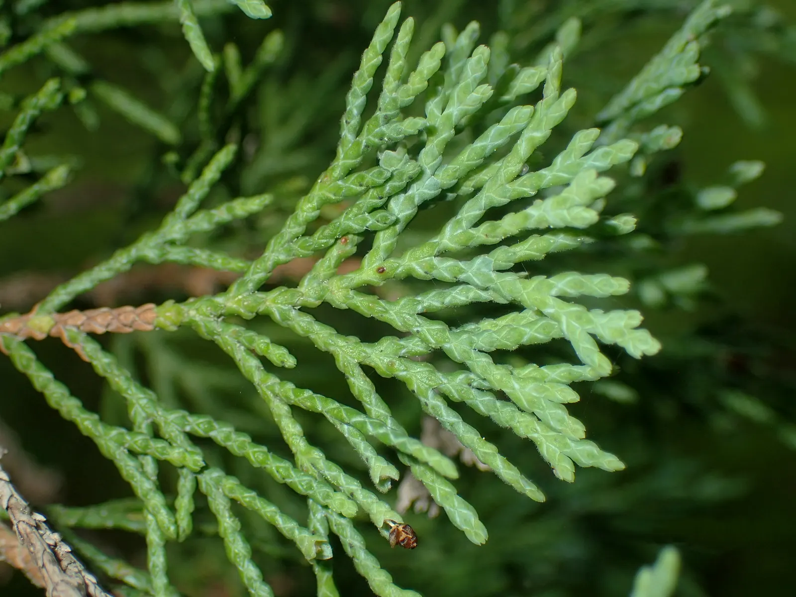 Pond Cypress (Taxodium Ascendens) — deciduous conifer ideal for adding structure and visual interest to your waterside landscapes