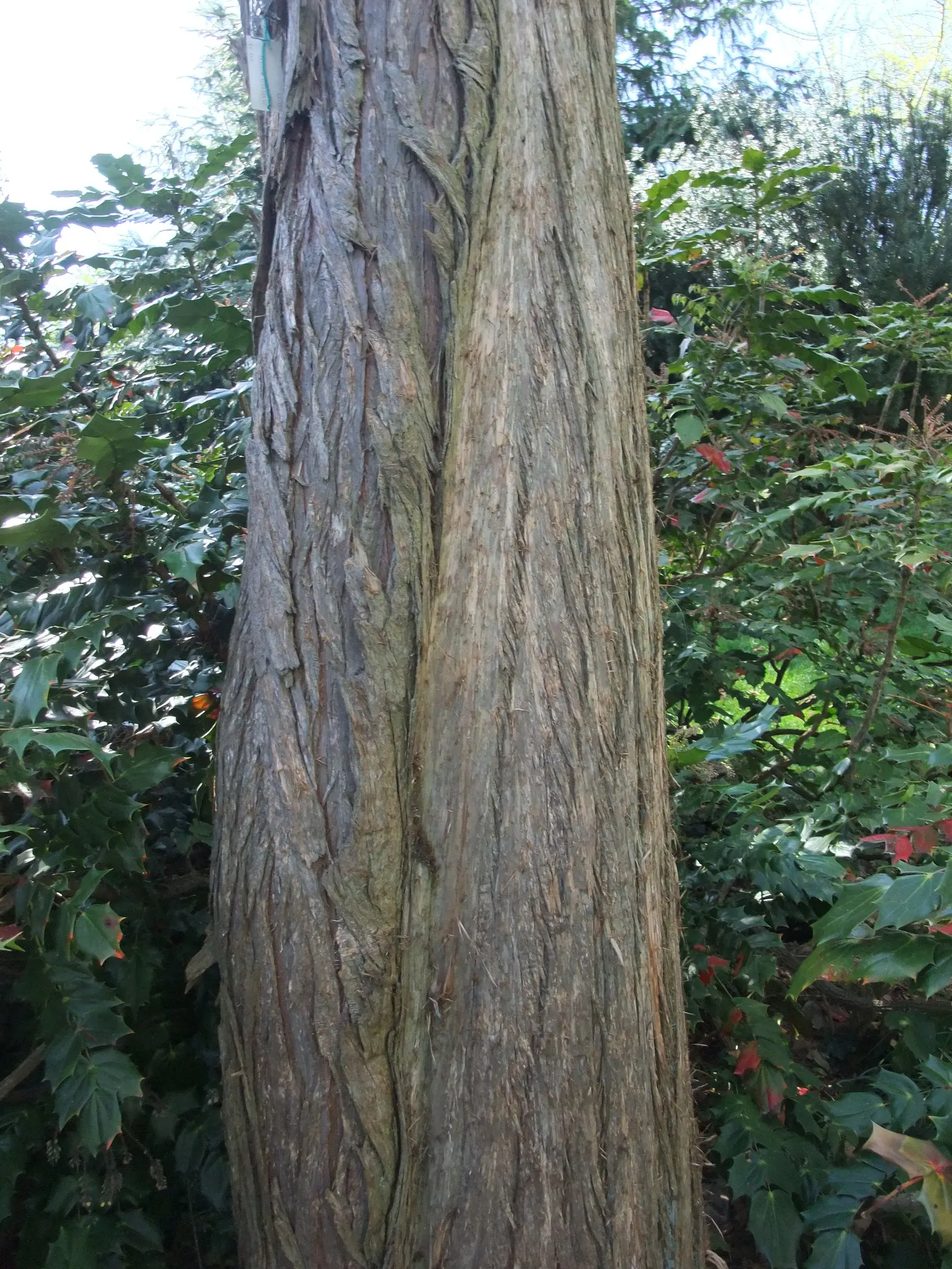 Pond Cypress (Taxodium Ascendens) — aiding in gas exchange and lending a unique textural element to the landscape; or 'knees,' which protrude above water or